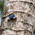 NYMPHALIDAE, Hamadryas arinome